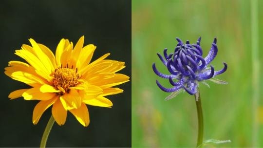 Is Arnica or Devil's claw better? Comparing the two plants