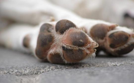 Dry and cracked dog paws: causes and remedies