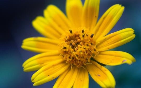 Arnica: what is it? What is it for and what are its properties?￼